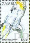 Cacatua galerita (kakadu toczuba), 1998