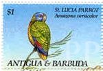 Amazona versicolor (amazonka modrogowa), 1993