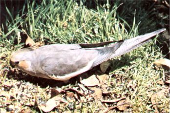 zdjcie: G.Smith "Encyclopedia of Cockatiels"