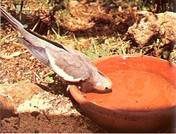 zdjęcie: G.Smith "Encyclopedia of Cockatiels"