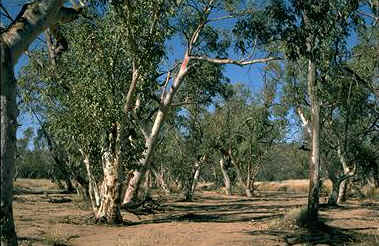 habitat