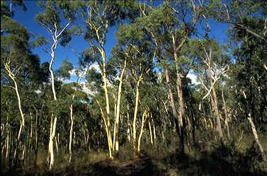 habitat