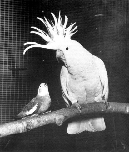 zdjęcie: G. Smith "Encyclopedia of Cockatiel"