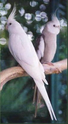 Australian  National Cockatiel Society Inc