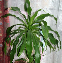 dracena