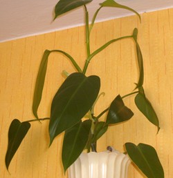 filodendron