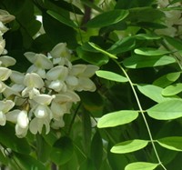 robinia