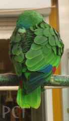 papugi